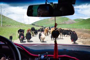 Qinghai & Gansu