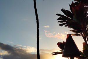 Wowee Maui!