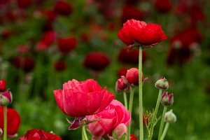 The Flower Fields