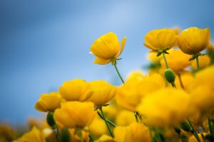 The Flower Fields