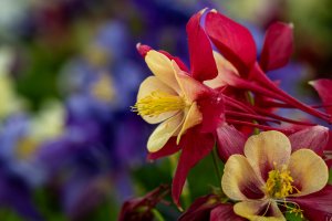 The Flower Fields