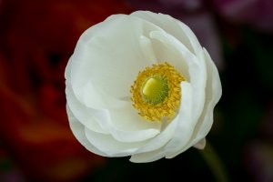 The Flower Fields