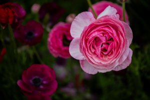 The Flower Fields