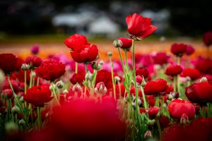 The Flower Fields