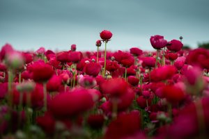 The Flower Fields