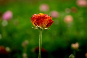 The Flower Fields