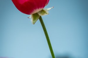 The Flower Fields