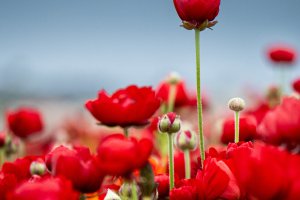The Flower Fields