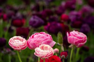 The Flower Fields
