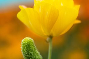 The Flower Fields