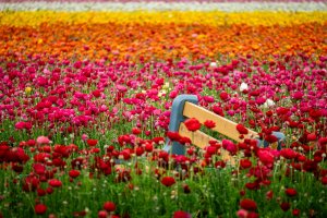 The Flower Fields