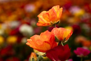 The Flower Fields