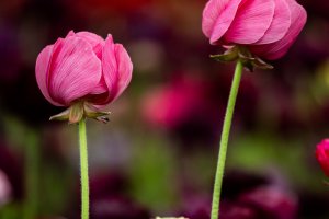 The Flower Fields